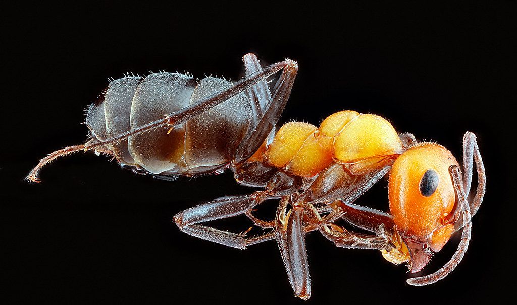 Ant Control service in Alameda, CA
