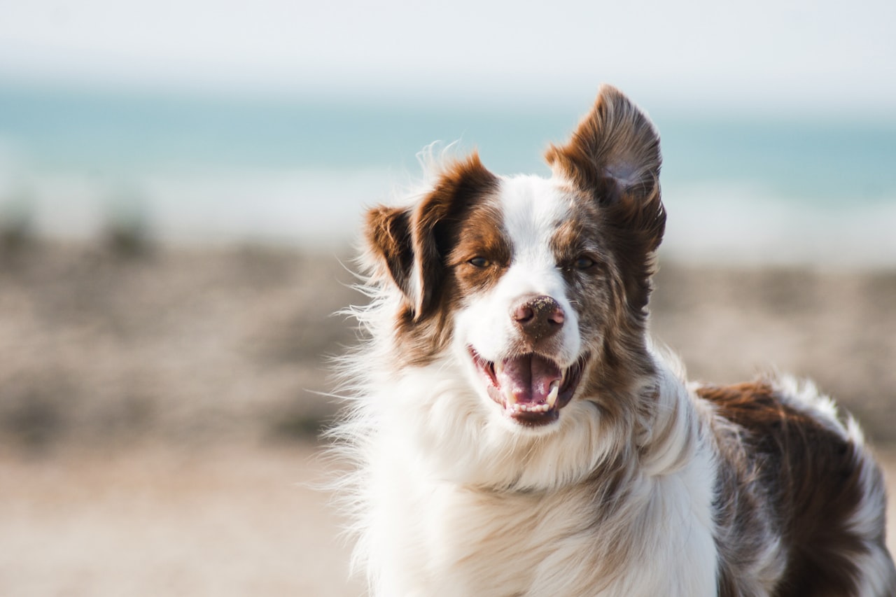 Flea & Tick Control service in Alameda, CA