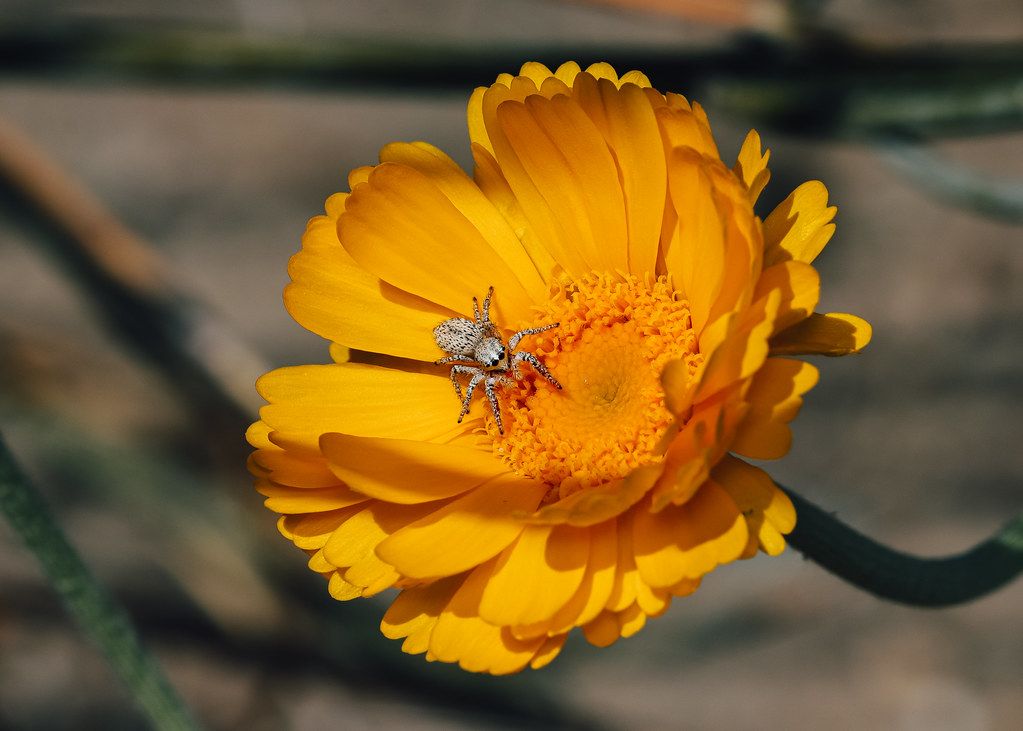 Spider Control service in Alameda, CA